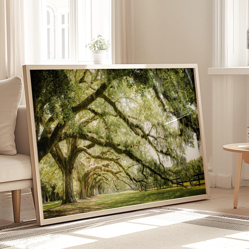 Photography print showing live oak tree branches in a long row extending to the ground.
