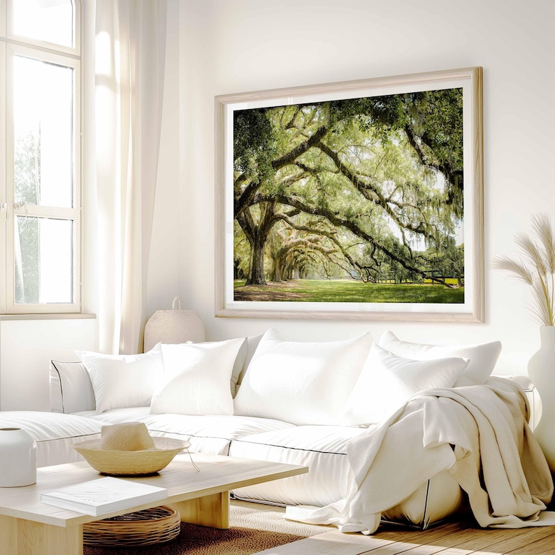Photography print showing live oak tree branches in a long row extending to the ground.