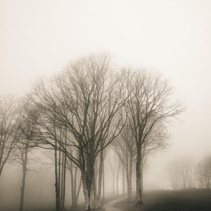 Foggy Tree path photography print.