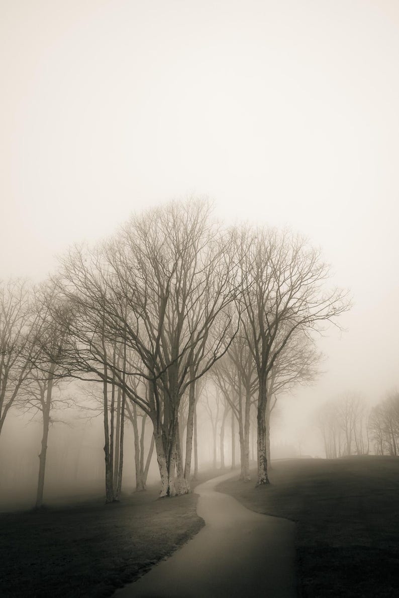 Foggy Tree path photography print.