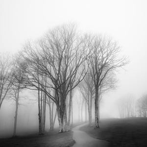 Foggy Tree path photography print.