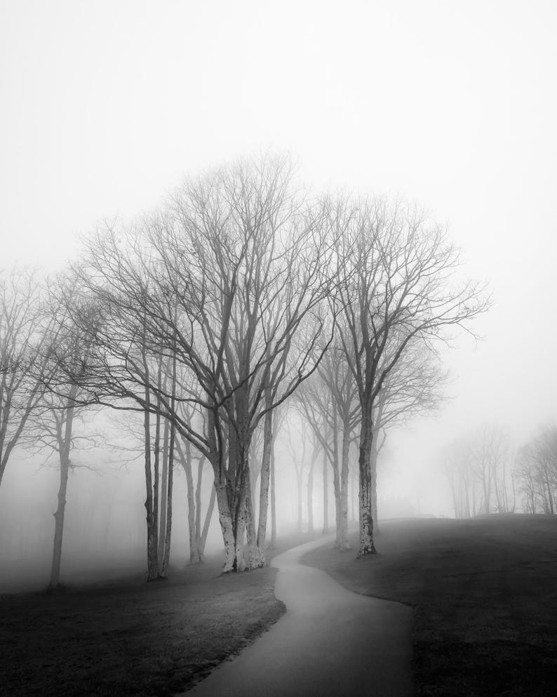 Foggy Tree path photography print.