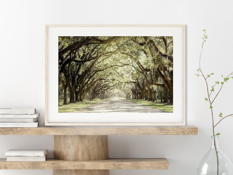 Live Oak Tree Print, Road Art Savannah Photography Unframed Spanish Moss, Tree Landscape,Tree Lined Street, Wormsloe Pick Your Size image 1