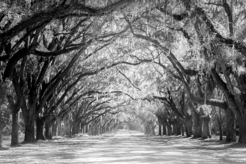 Live Oak Tree Print, Road Art Savannah Photography Unframed Spanish Moss, Tree Landscape,Tree Lined Street, Wormsloe Pick Your Size image 5