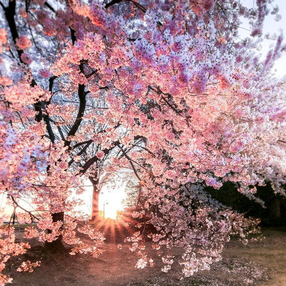 Gerahmter Druck Blumen Kunst Bild Plakat Garten Japanisch Pink Kirschblüten