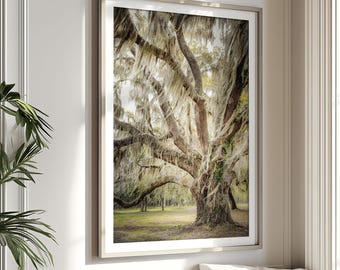 May include: A framed print depicting a grand oak tree draped with Spanish moss. The image showcases the tree's extensive branches and trunk, with a view of a grassy area in the distance. The print is encased in a silver frame, enhancing the natural beauty of the scene.