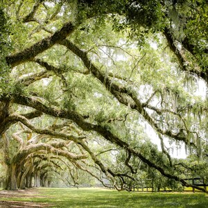 Live Oak Tree Photography, Unframed Print, Charleston Wall Art, Nature Print, Spanish Moss, Southern Decor, Green Wall Art | Many Sizes Color Print