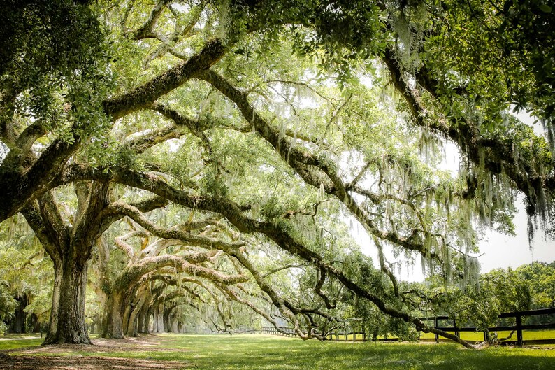 Live Oak Tree Photography, Unframed Print, Charleston Wall Art, Nature Print, Spanish Moss, Southern Decor, Green Wall Art | Many Sizes Color Print