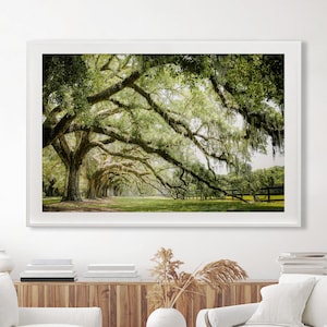Photography print showing live oak tree branches in a long row extending to the ground.