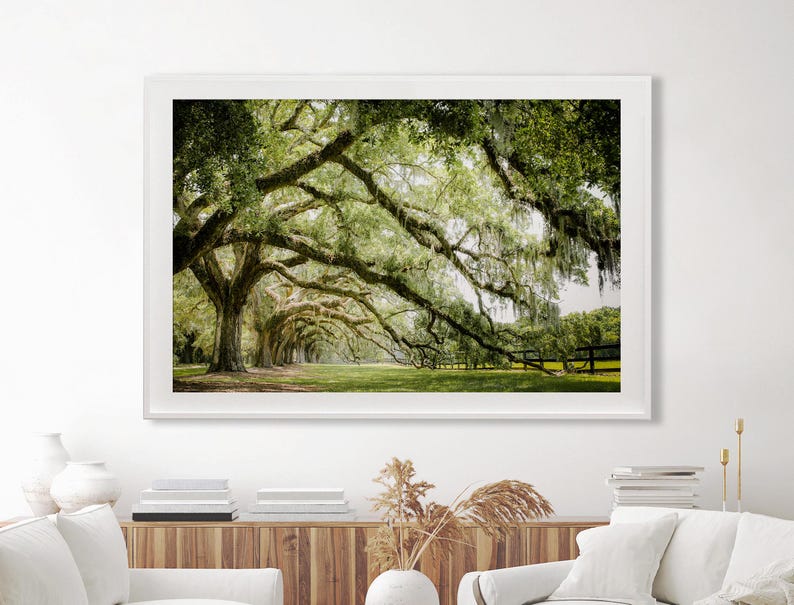 Photography print showing live oak tree branches in a long row extending to the ground.
