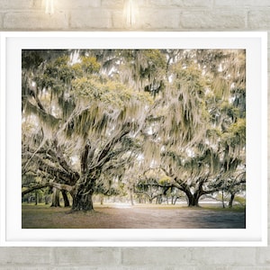 Oak Tree Photography, Charleston Print, Low Country Landscape Art, Spanish Moss Print, Beaufort SC, Green Nature Landscape, Large Art "Sway"