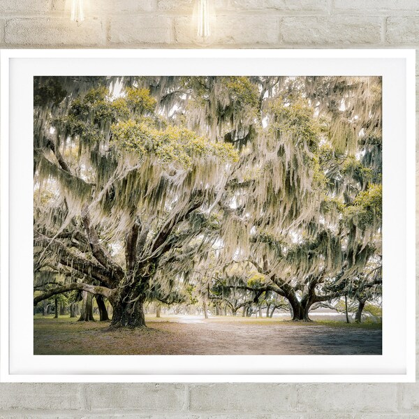 Oak Tree Photography, Charleston Print, Low Country Landscape Art, Spanish Moss Print, Beaufort SC, Green Nature Landscape, Large Art "Sway"