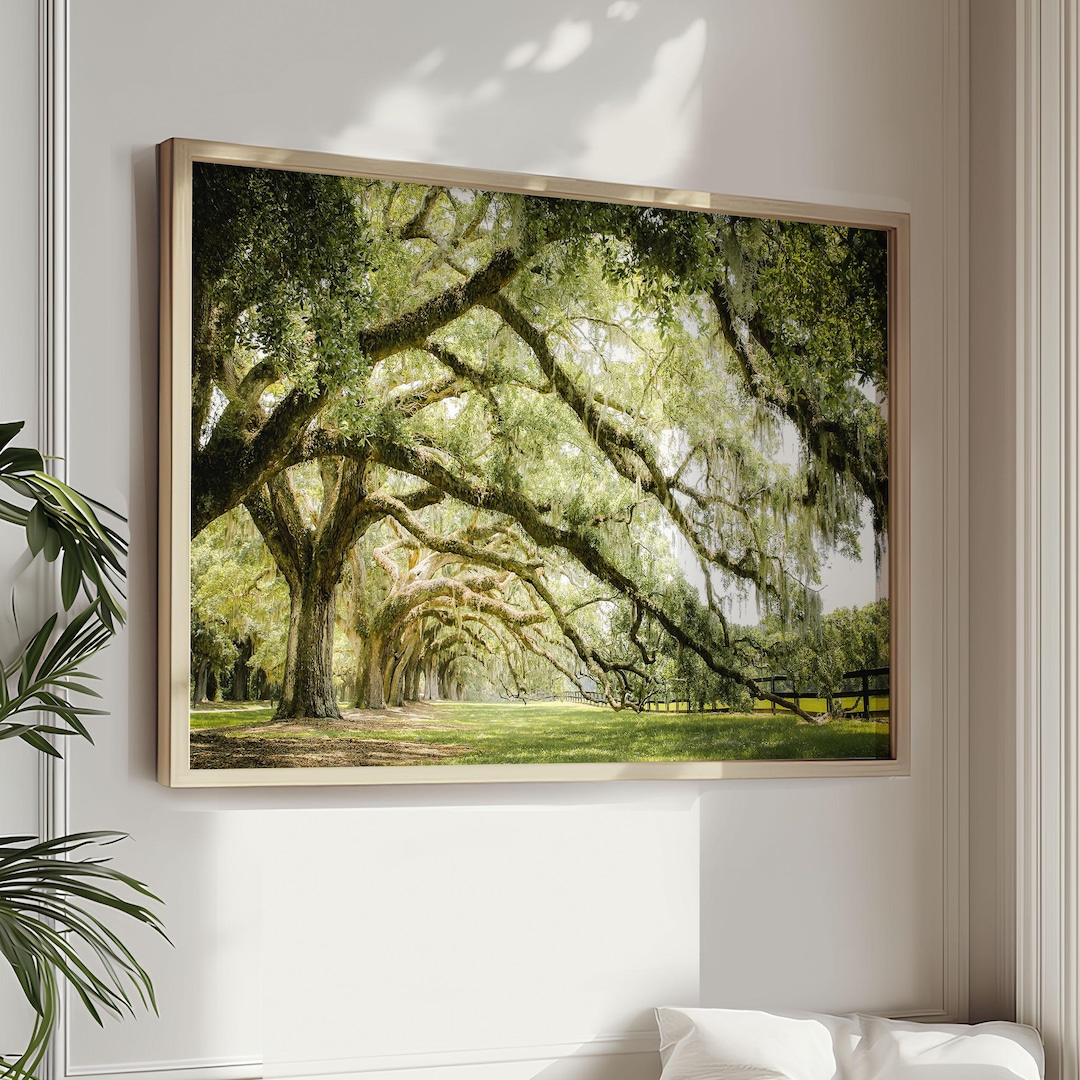 Live Oak Tree Print, Nature Photography - Unframed, Spanish Moss
