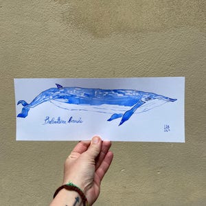 balena acquerello originale