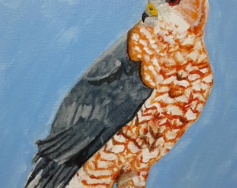 Cooper's Hawk