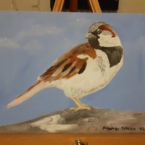 House Sparrow