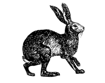 Vintage Rabbit Illustration - Instant download SVG and PNG files for graphic design