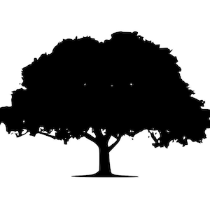 May include: Silhouette of a large, leafy tree with a thick trunk and branches extending out to the sides. The tree is black against a white background.