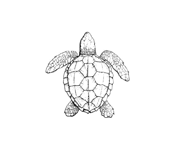 Sea Turtle SVG and PNG Digital Download - sea turtle graphic - digital download sea turtle vector silhouette