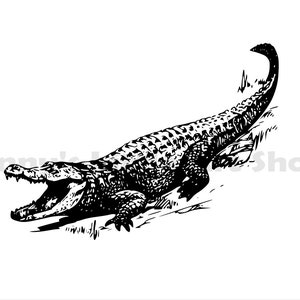 May include: Black and white line art illustration of an alligator with its mouth open, showing its teeth. The alligator is drawn in a realistic style and is positioned on a grassy surface.