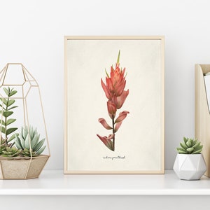 Wildflower Art, Flower Wall Art, Wildflower Art Print, Indian Paintbrush Flower, Nature Decor, Colorado Wildflower, Wildflower Drawing