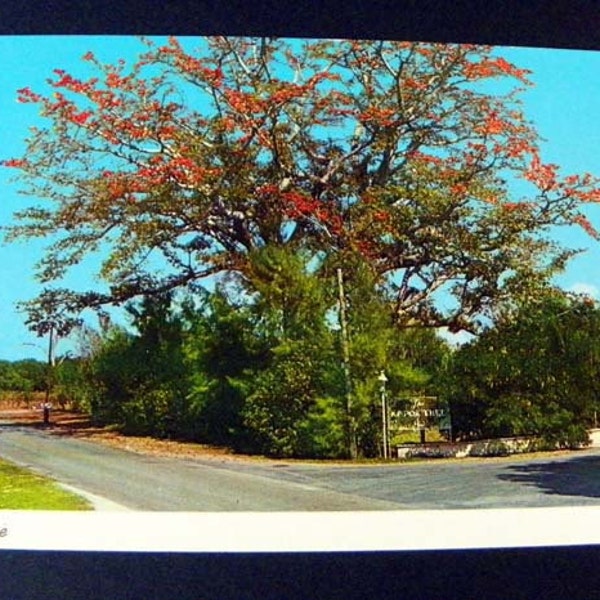 Pre 80 Vintage Postcard of Famous Kapok Tree near Clearwater Florida