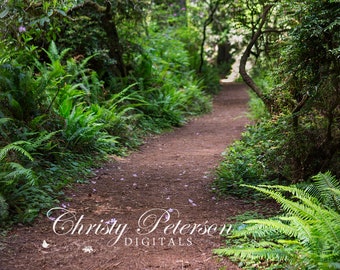 Forest Path v1 Digital Background for Composites
