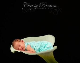 Calla Lily on black digital background for newborn or fairy composites