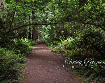 Forest Path v3 with Arching Branch Digital Background for Composites