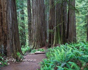Old Growth Forest Path Digital Background for Composites