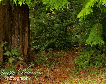 Cedar Tree Digital Background