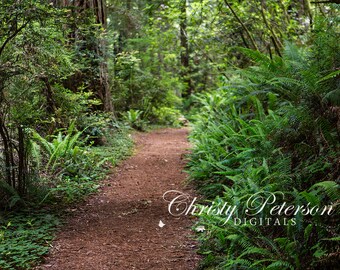 Forest Path v2 Digital Background for Composites