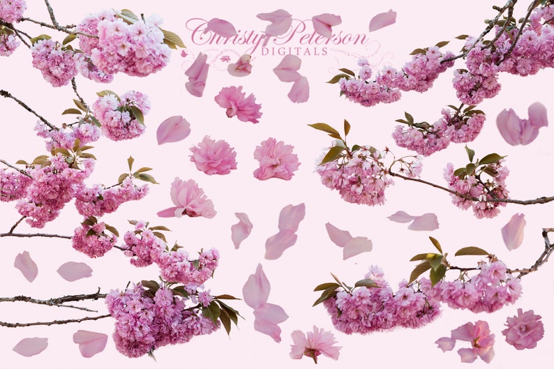 Cherry Blossoms Petals and Branches Overlay Set Etsy