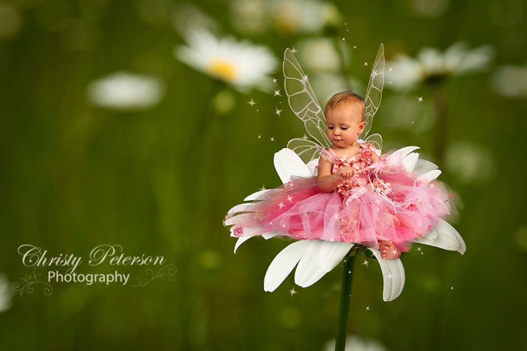 Oxeye Daisy Flower Digital Background for Fairy Composites - Etsy