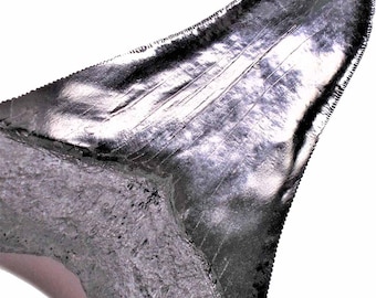 Large MEGALODON Shark Tooth 5 1/4" / 14cm *  fossil replica