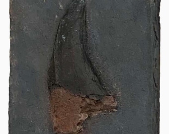 TYRANNOSAURUS REX dinosaur tooth replica T rex - as seen on TV - dinosaur fossil replicas LL4 250