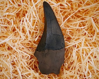 Unbeatable T-REX dinosaur tooth Replica Fossil - Tyrannosaurus Rex