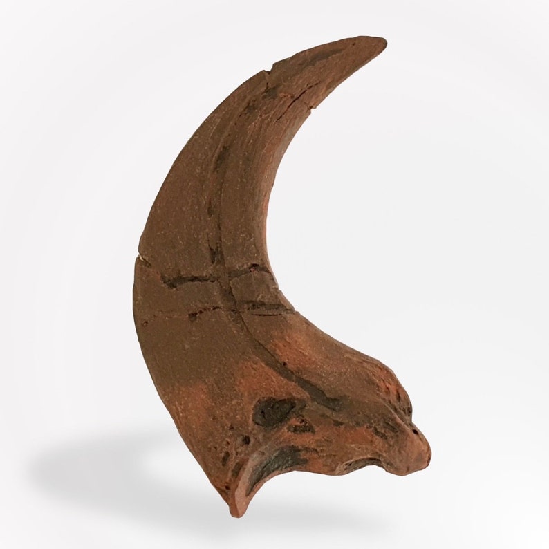 velociraptor claw fossil for sale