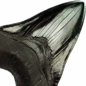 Huge MEGALODON Shark Tooth 6" / 15cm *  Precision detailing * Shark tooth fossil replica