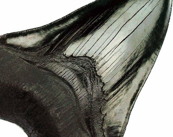 Huge MEGALODON Shark Tooth 6" / 15cm *  Precision detailing * Shark tooth fossil replica