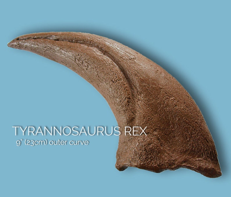 tyrannosaurus rex claw