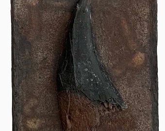 TYRANNOSAURUS REX dinosaur tooth replica T rex - as seen on TV - dinosaur fossil replicas SP5