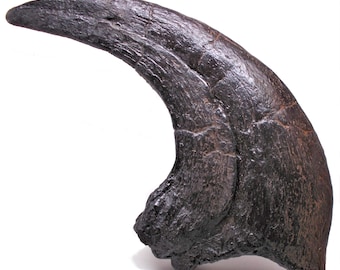 ヴェロキラプトルのレプリカの足爪恐竜ラプトル恐竜の化石の足 - Etsy 日本