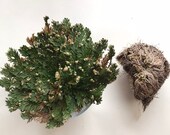 Resurrection Flower Rose of Jericho -LARGE - Natural moss spike fern plant prosperity spells money spell success wealth