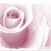 Printable Pink Wall Art Set of 8 Art Print Digital Downloads - Etsy