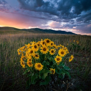 May include: A cluster of bright yellow sunflowers bloom in a field with a dramatic sunset sky in the background.