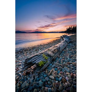 May include: A weathered driftwood log lies on a pebble beach at sunset. The log is broken in half, with a small green plant growing from the crack. The water is calm and reflects the orange and purple hues of the sky.