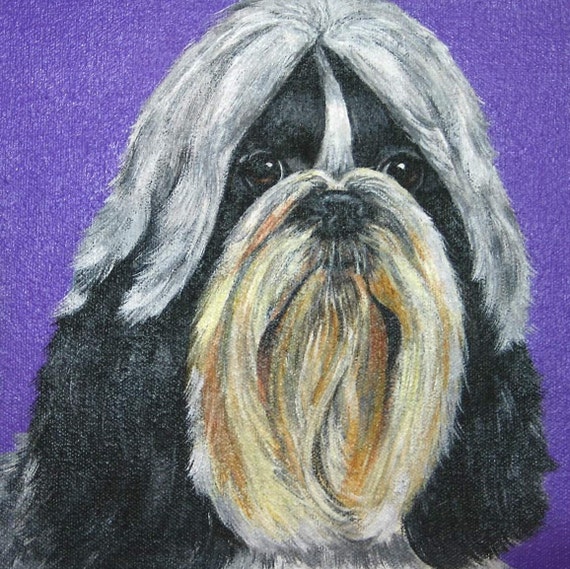 Shih Tzu Long Haired Dog Portrait On Canvas 8 X 8 Etsy