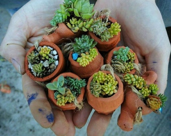 DIY Miniature Succulent Planter Kit - Create Your Own Green Oasis!