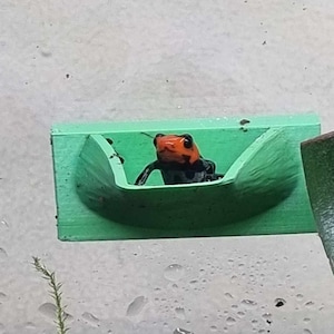 May include: A bright orange and black poison dart frog sits in a green plastic frog habitat.